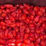 насіння кукурудзи